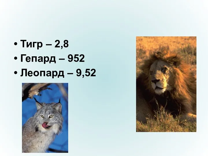 Тигр – 2,8 Гепард – 952 Леопард – 9,52