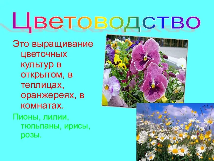 Цветоводство Это выращивание цветочных культур в открытом, в теплицах, оранжереях, в