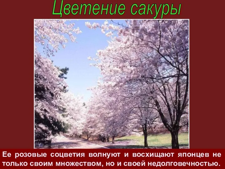 Цветение сакуры Ее розовые соцветия волнуют и восхищают японцев не только