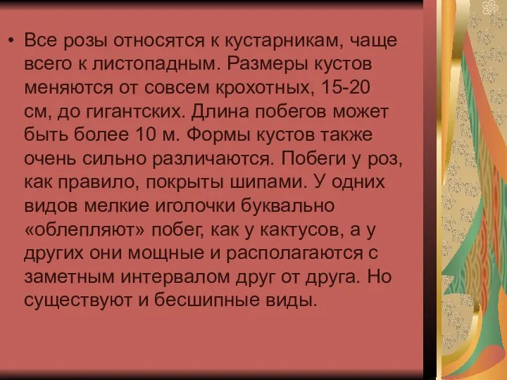 Все розы относятся к кустарникам, чаще всего к листопадным. Размеры кустов