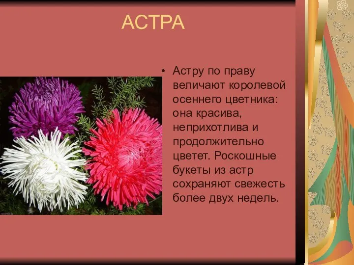 АСТРА Астру по праву величают королевой осеннего цветника: она красива, неприхотлива