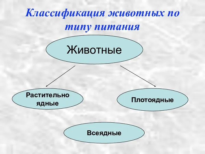 Классификация животных по типу питания Животные Растительноядные Плотоядные Всеядные