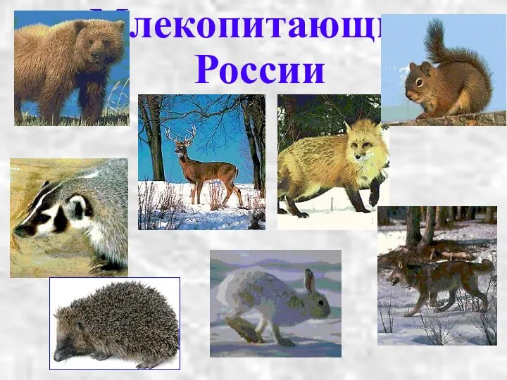 Млекопитающие России