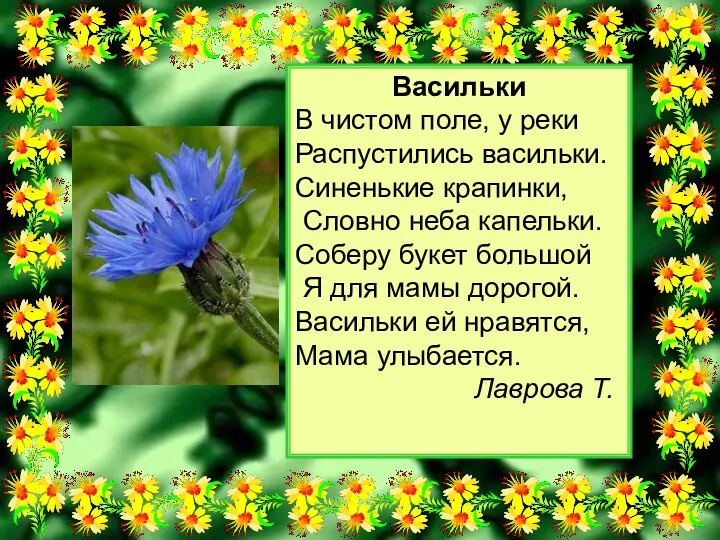 Васильки В чистом поле, у реки Распустились васильки. Синенькие крапинки, Словно