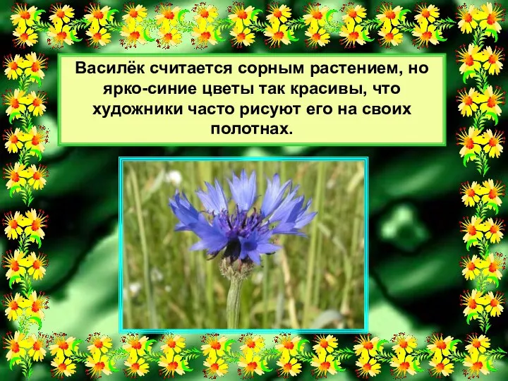 Василёк считается сорным растением, но ярко-синие цветы так красивы, что художники