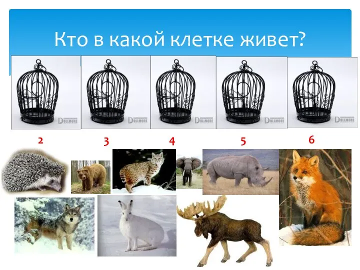 Кто в какой клетке живет? 2 3 4 5 6