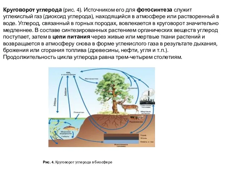 Круговорот углерода (рис. 4). Источником его для фотосинтеза служит углекислый газ