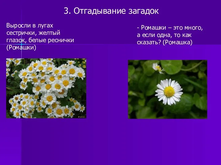 3. Отгадывание загадок Выросли в лугах сестрички, желтый глазок, белые реснички