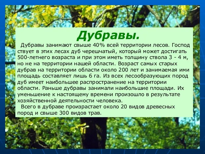 Дубравы. Дубравы занимают свыше 40% всей территории лесов. Господ ствует в