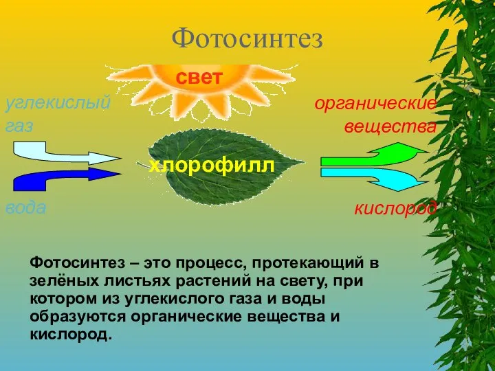 Фотосинтез Фотосинтез – это процесс, протекающий в зелёных листьях растений на