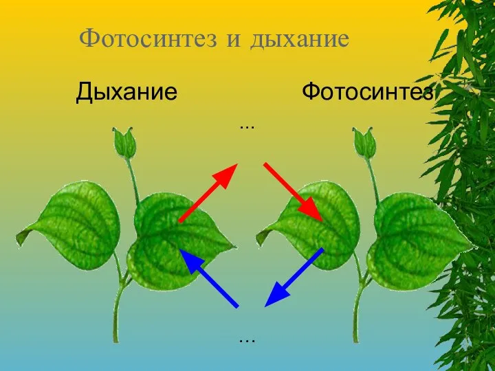 Фотосинтез и дыхание Фотосинтез Дыхание … ...