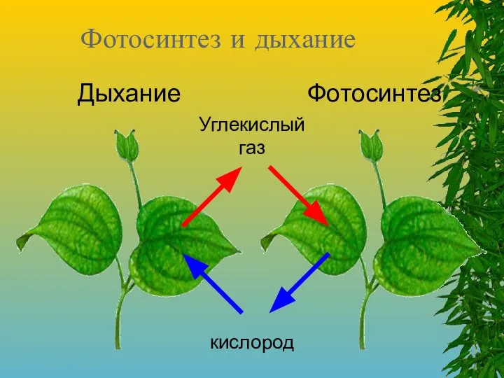 Фотосинтез и дыхание Фотосинтез Дыхание кислород Углекислый газ