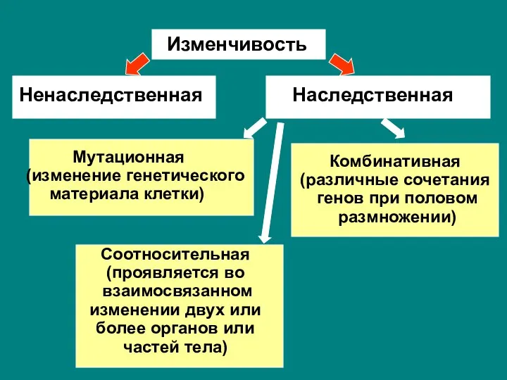 Изменчивость Ненаследственная Наследственная Мутационная (изменение генетического материала клетки) Комбинативная (различные сочетания