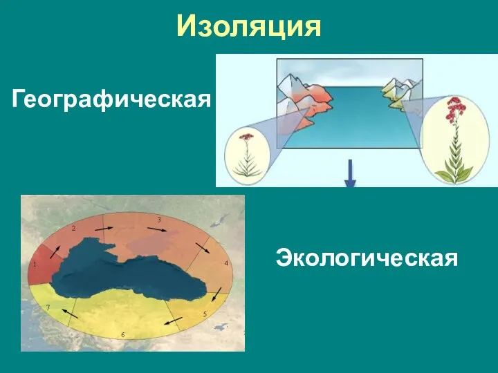 Изоляция Географическая Экологическая