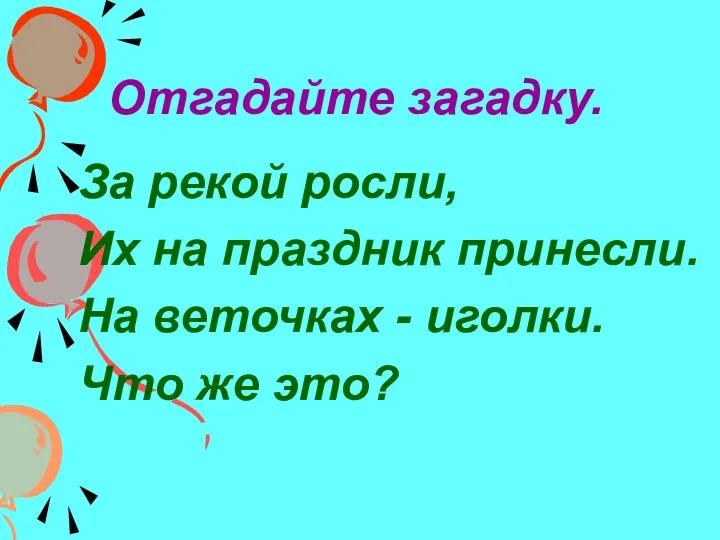 Отгадайте загадку. За рекой росли, Их на праздник принесли. На веточках - иголки. Что же это?