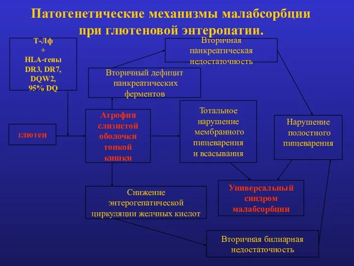 Патогенетические механизмы малабсорбции при глютеновой энтеропатии. глютен Атрофия слизистой оболочки тонкой