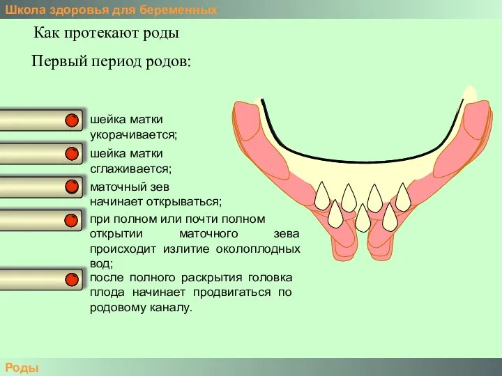 Школа здоровья для беременных Роды Как протекают роды шейка матки укорачивается;