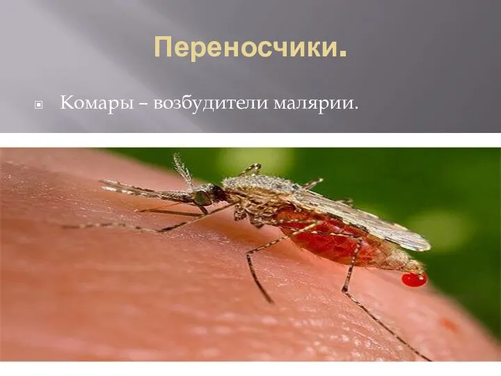 Переносчики. Комары – возбудители малярии.