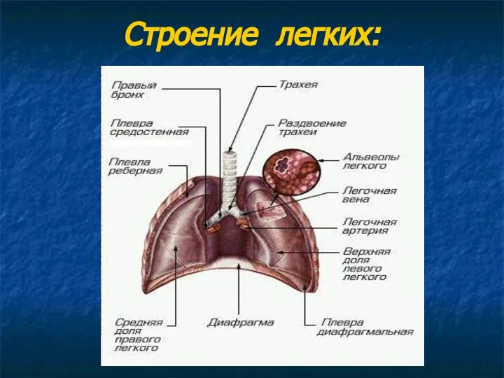 Строение легких: