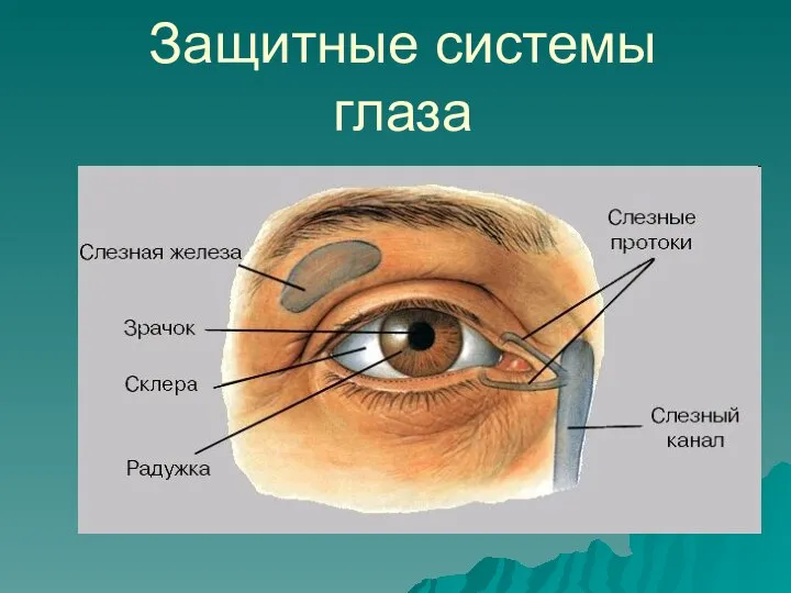 Защитные системы глаза