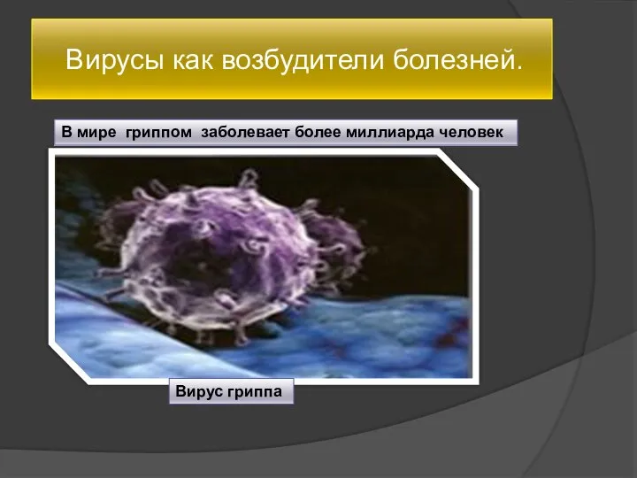 Вирусы как возбудители болезней. В мире гриппом заболевает более миллиарда человек Вирус гриппа