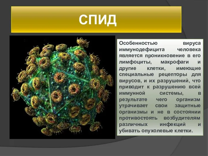 СПИД Особенностью вируса иммунодефицита человека является проникновение в его лимфоциты, макрофаги