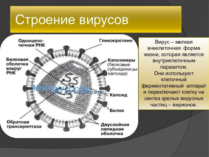 Строение вирусов Вирус – мелкая внеклеточная форма жизни, которая является внутриклеточным