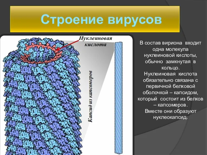 Строение вирусов В состав вириона входит одна молекула нуклеиновой кислоты, обычно