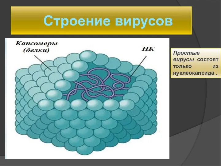 Строение вирусов Простые вирусы состоят только из нуклеокапсида .