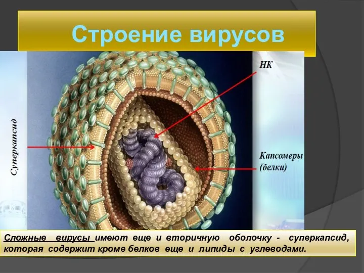 Строение вирусов Сложные вирусы имеют еще и вторичную оболочку - суперкапсид,