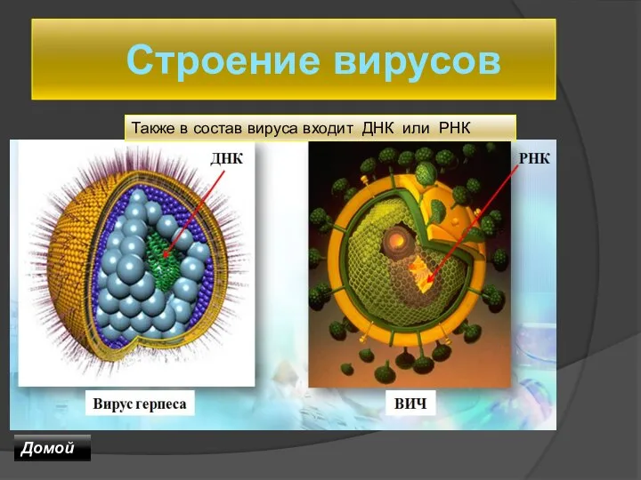 Строение вирусов Также в состав вируса входит ДНК или РНК Домой