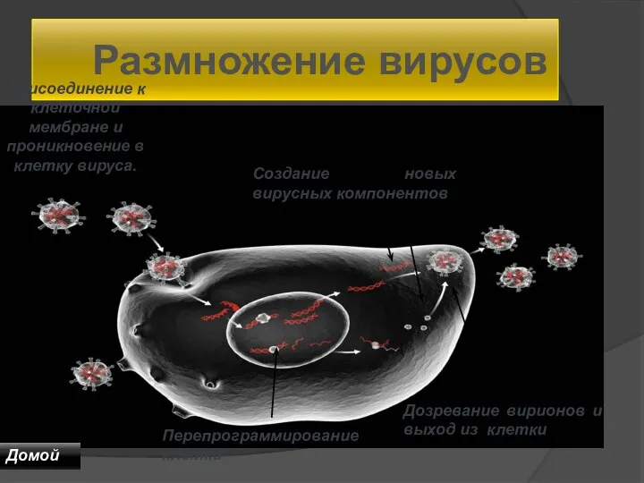 Размножение вирусов Домой Присоединение к клеточной мембране и проникновение в клетку