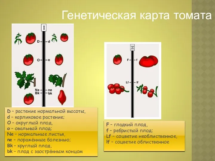 F – гладкий плод, f – ребристый плод; Lf – соцветие