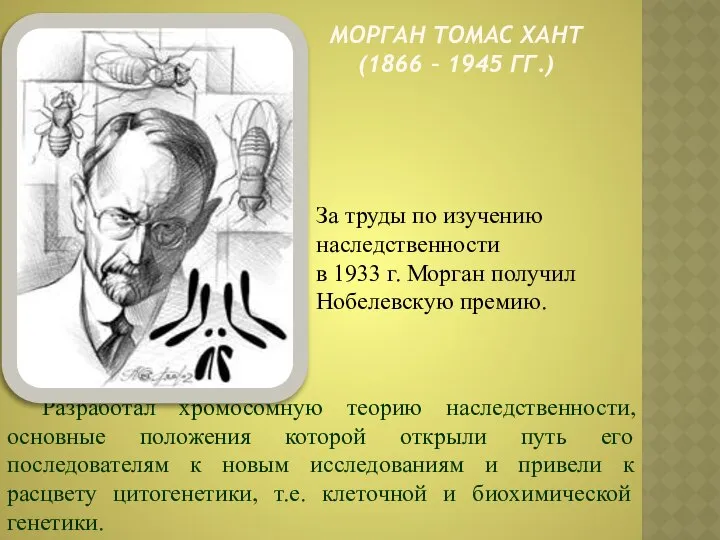 Морган томас хант (1866 – 1945 гг.) За труды по изучению