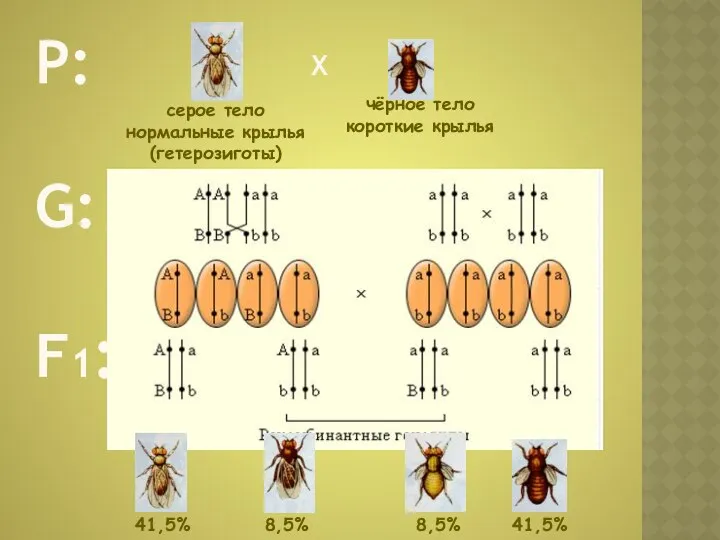 Р: G: F1: Х серое тело нормальные крылья (гетерозиготы) чёрное тело