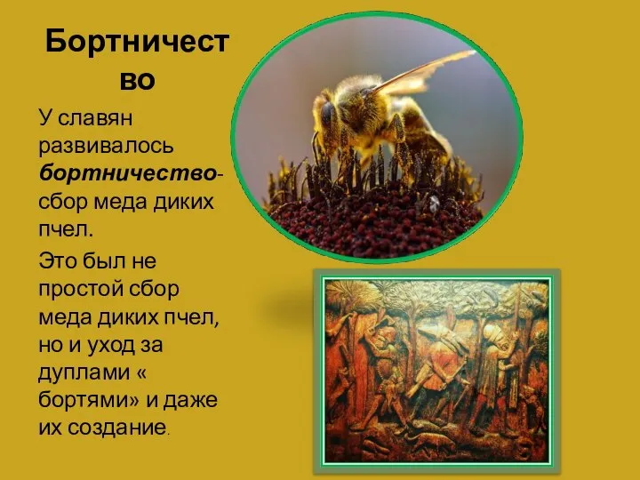 Бортничество У славян развивалось бортничество- сбор меда диких пчел. Это был