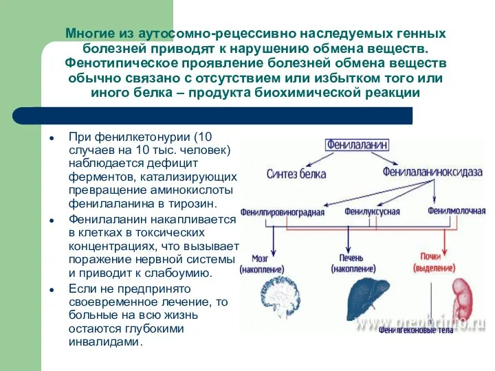 Многие из аутосомно-рецессивно наследуемых генных болезней приводят к нарушению обмена веществ.