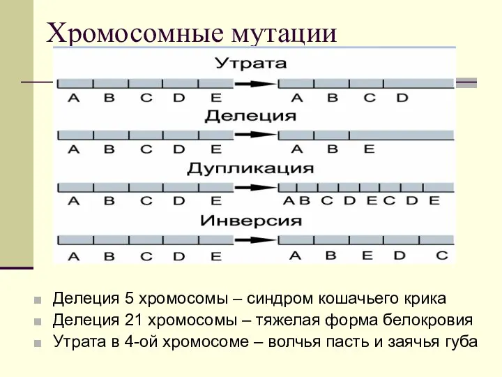 Хромосомные мутации Делеция 5 хромосомы – синдром кошачьего крика Делеция 21