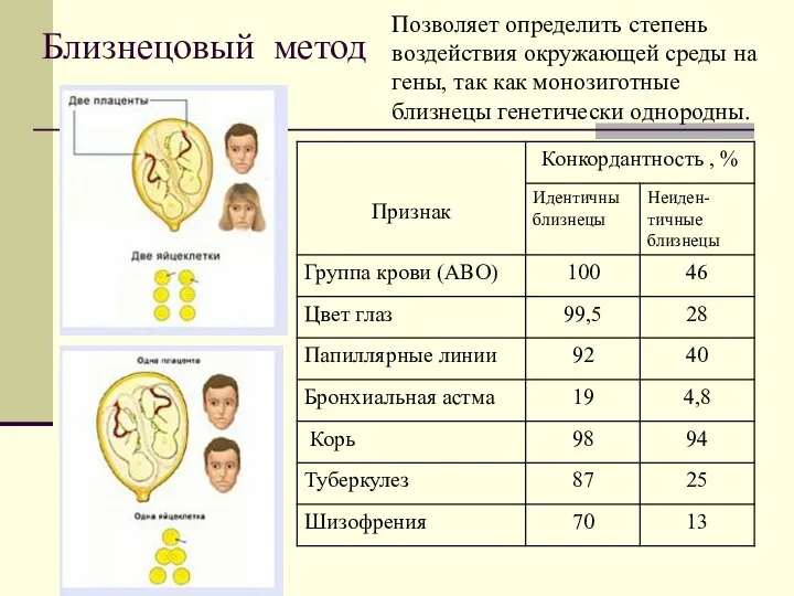 Близнецовый метод Позволяет определить степень воздействия окружающей среды на гены, так как монозиготные близнецы генетически однородны.