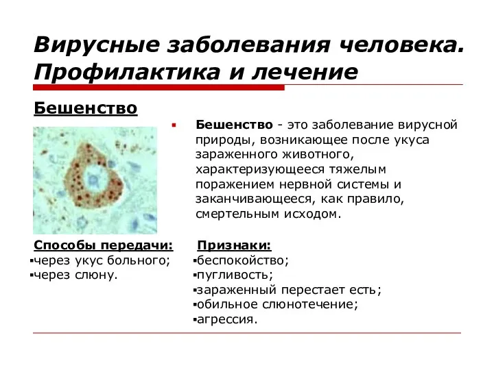 Бешенство - это заболевание вирусной природы, возникающее после укуса зараженного животного,