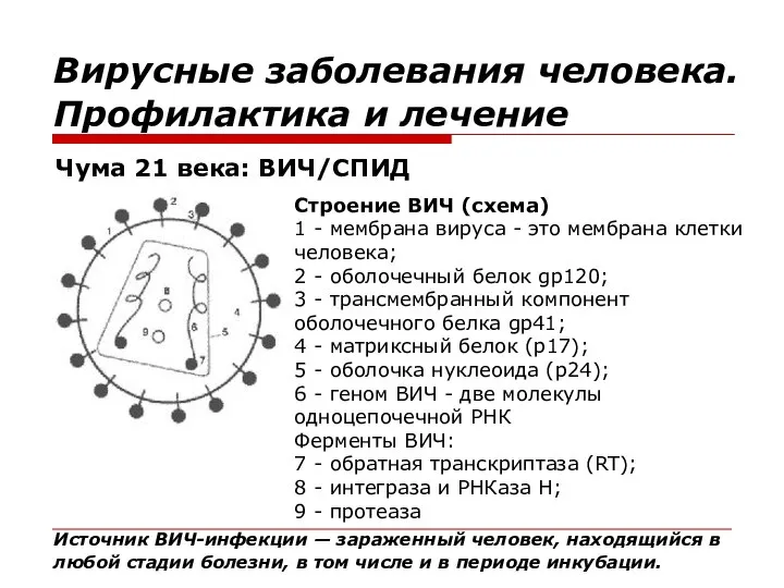 Вирусные заболевания человека. Профилактика и лечение Чума 21 века: ВИЧ/СПИД Строение