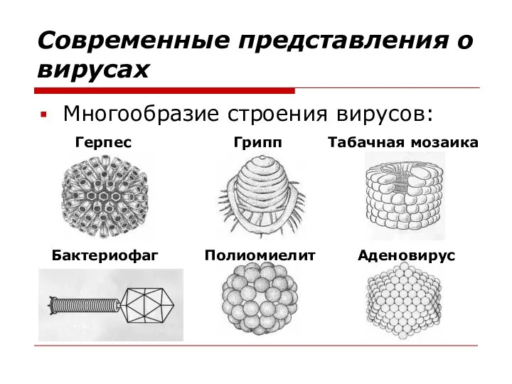 Современные представления о вирусах Многообразие строения вирусов: Герпес Грипп Табачная мозаика Бактериофаг Полиомиелит Аденовирус