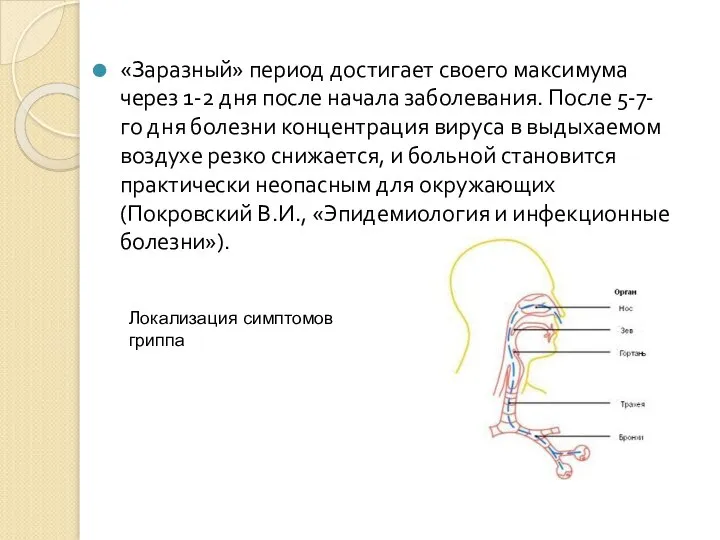 «Заразный» период достигает своего максимума через 1-2 дня после начала заболевания.