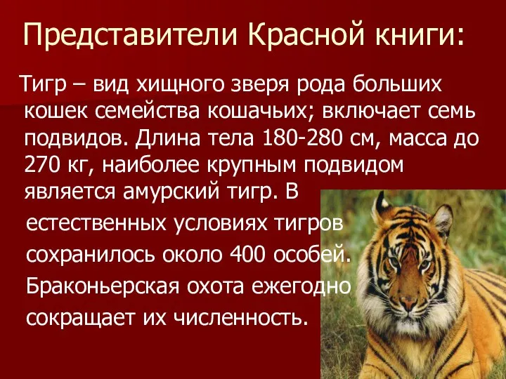 Представители Красной книги: Тигр – вид хищного зверя рода больших кошек