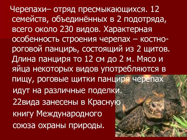 Черепахи– отряд пресмыкающихся. 12 семейств, объединённых в 2 подотряда, всего около