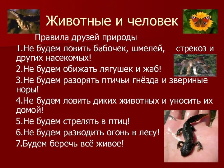 Животные и человек Правила друзей природы 1.Не будем ловить бабочек, шмелей,