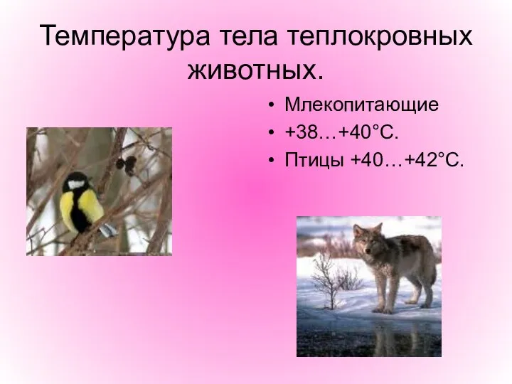Температура тела теплокровных животных. Млекопитающие +38…+40°С. Птицы +40…+42°С.