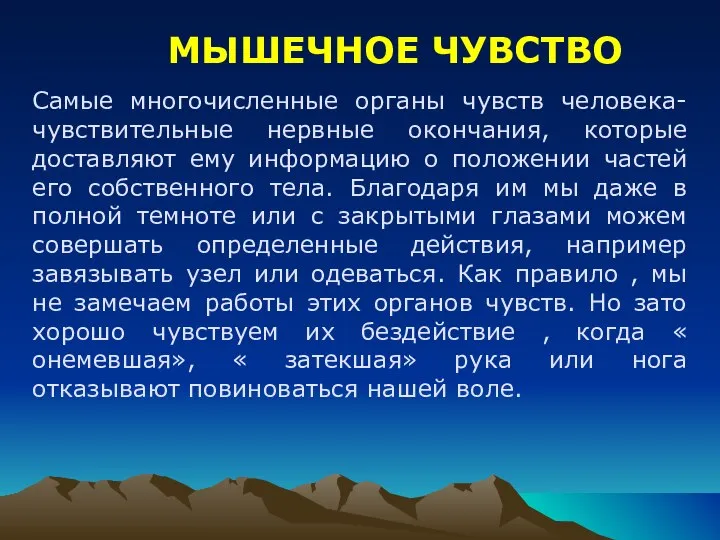 МЫШЕЧНОЕ ЧУВСТВО Самые многочисленные органы чувств человека-чувствительные нервные окончания, которые доставляют