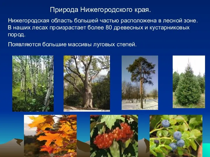 Природа Нижегородского края. Нижегородская область большей частью расположена в лесной зоне.