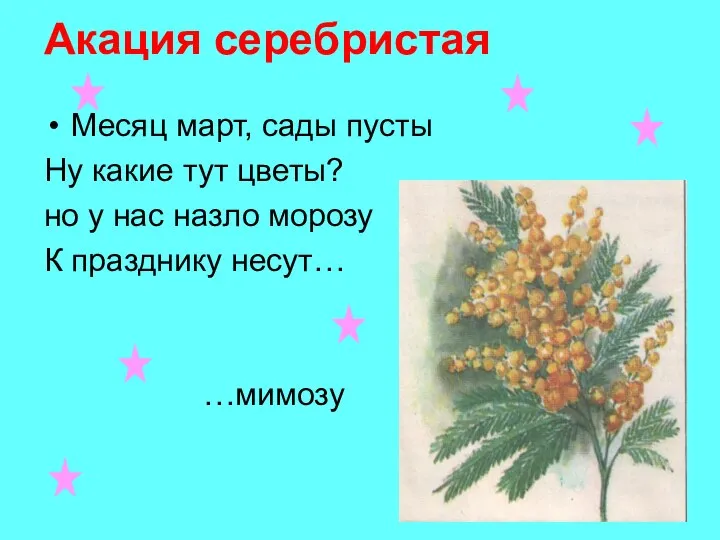 Акация серебристая Месяц март, сады пусты Ну какие тут цветы? но